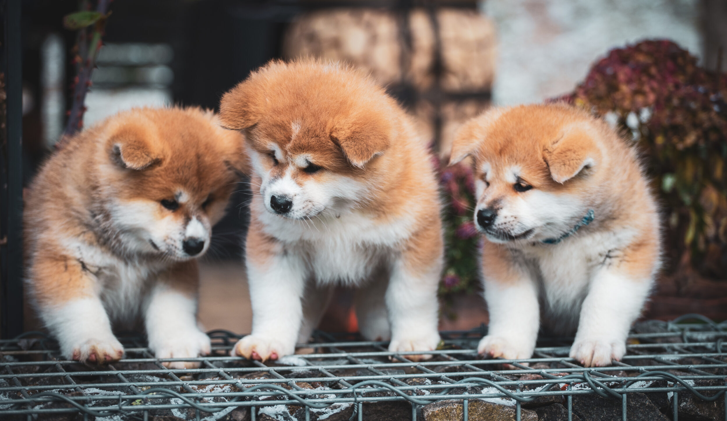Akita Inu